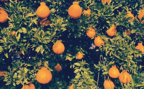 サイズ2L以上 ハウス不知火 4kg【2024年1月上旬から2月下旬に順次発送】 / 不知火 柑橘 みかん 蜜柑 ハウス 2L 3L【mok010A】