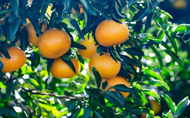 西地農園のハウスせとか 2L 12個/3L 10個 いづれか【2026年2月中旬から順次発送】 / せとか ハウスせとか みかん ミカン 蜜柑 柑橘 フルーツ 果物 くだもの 旬 人気【mnd003A】