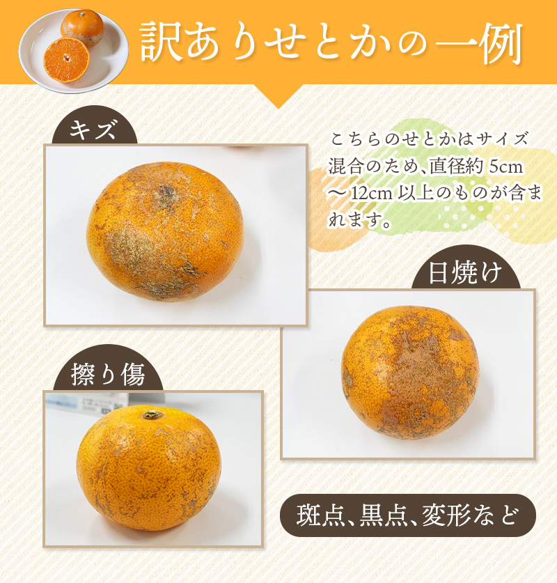 訳あり せとか 約3.5kg＋200g (傷み補償分) 大小混合 【2026年2月下旬から順次発送】 ご家庭用 家庭用 わけあり 訳アリ みかん ミカン フルーツ 果物 くだもの 柑橘 せとか 蜜柑 人気 予約 先行予約 数量限定【njb682】
