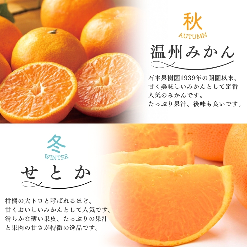 【全4回】 柑橘 定期便 石本果樹園 旬の柑橘を春夏秋冬でお届け！ / みかん フルーツ定期便 みかん フルーツ定期便 みかん フルーツ定期便 みかん フルーツ定期便 みかん フルーツ定期便 みかん フルーツ定期便 みかん フルーツ定期便 みかん フルーツ定期便 みかん フルーツ定期便 みかん フルーツ定期便 みかん フルーツ定期便 みかん フルーツ定期便 みかん フルーツ定期便 みかん フルーツ定期便 みかん【tkb508】
