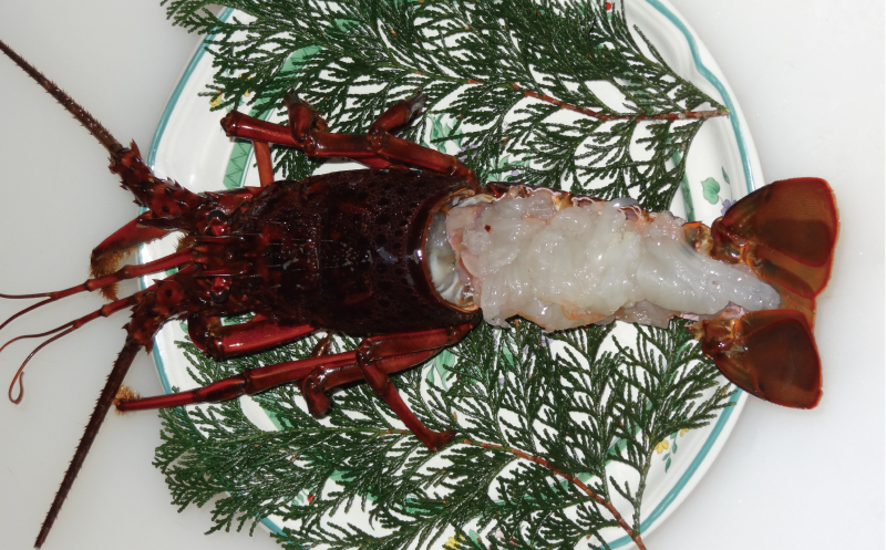 伊勢えび（活）3～7尾 1.15～1.25kg【10月中旬頃から3月末までに順次発送（1月は漁不可）】 / 伊勢エビ 伊勢海老 伊勢エビ 伊勢海老 伊勢エビ 伊勢海老 伊勢エビ 伊勢海老 伊勢エビ 伊勢海老 伊勢エビ 伊勢海老 伊勢エビ 伊勢海老 伊勢エビ 伊勢海老 伊勢エビ 伊勢海老 伊勢エビ 伊勢海老 伊勢エビ 伊勢海老 伊勢エビ 伊勢海老 伊勢エビ 伊勢海老 伊勢エビ 伊勢海老 伊勢エビ 伊勢海老【enk003】