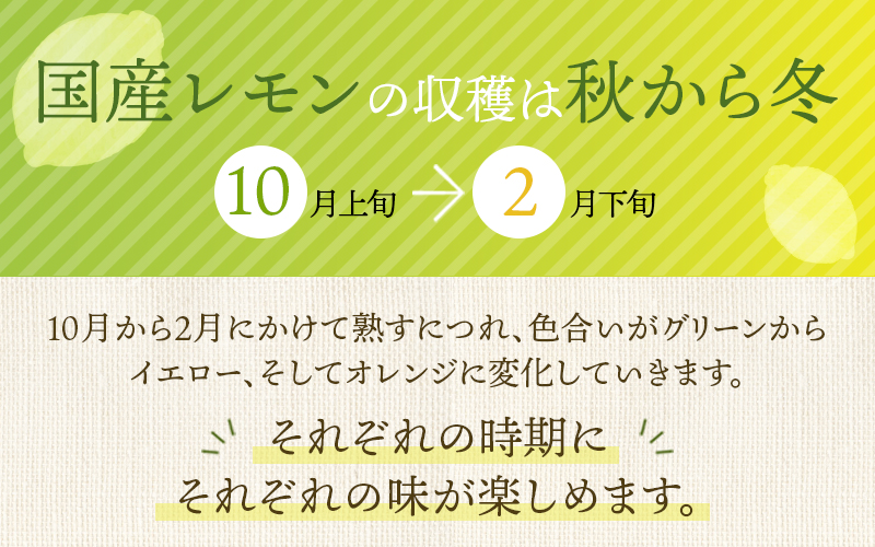 はぎファームの訳ありマイヤーレモン ３kg 【2025年10月～2026年1月下旬順次発送】 / レモン 国産 マイヤーレモン 数量限定  訳あり【hgf003A】