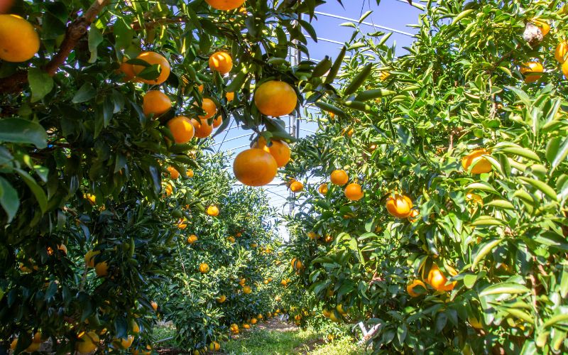 西地農園のハウスせとか 2L 12個/3L 10個 いづれか【2026年2月中旬から順次発送】 / せとか ハウスせとか みかん ミカン 蜜柑 柑橘 フルーツ 果物 くだもの 旬 人気【mnd003A】