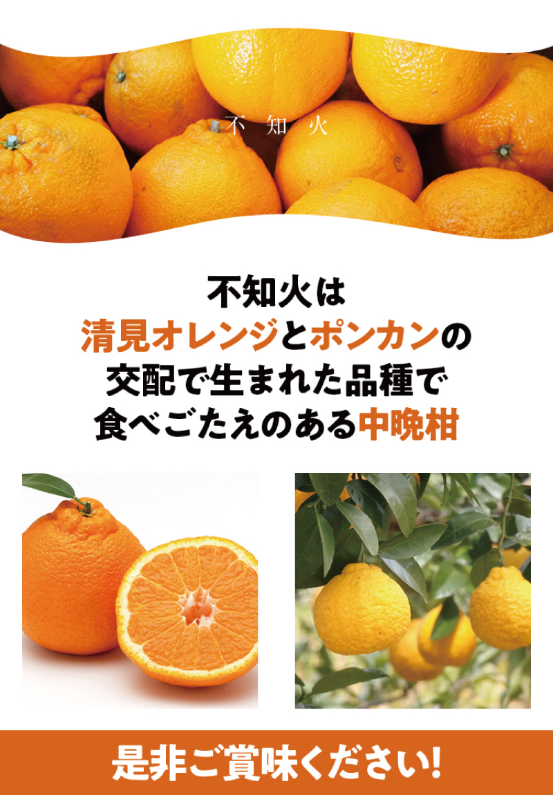 ご家庭用 訳あり 不知火 約3.5kg ＋痛み保証分 大小混合 〈2026年2月初旬～3月下旬までに順次発送〉 家庭用 訳アリ わけあり みかん ミカン フルーツ 果物 くだもの 不知火 しらぬい 不知火デコポン 蜜柑 柑橘 人気 予約 先行予約 数量限定 【njb670C】