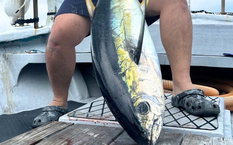 遊漁船「第八十八翔栄丸」 乗船利用クーポン 10000円分 / 釣り 海釣り 船釣り 釣り船 魚釣り フィッシング fishing 漁船 体験 チケット クーポン ジギング ジギング船 タイラバ トンジキ イカメタル アジング サビキ釣り イカ釣り キャスティング 三重県 紀宝町 【sem003】