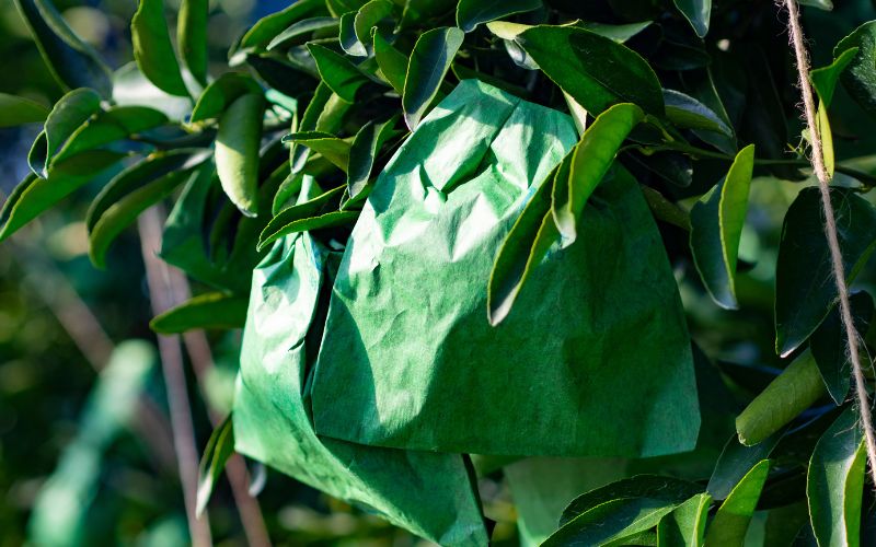 西地農園のハウスせとか 2L 12個/3L 10個 いづれか【2026年2月中旬から順次発送】 / せとか ハウスせとか みかん ミカン 蜜柑 柑橘 フルーツ 果物 くだもの 旬 人気【mnd003A】