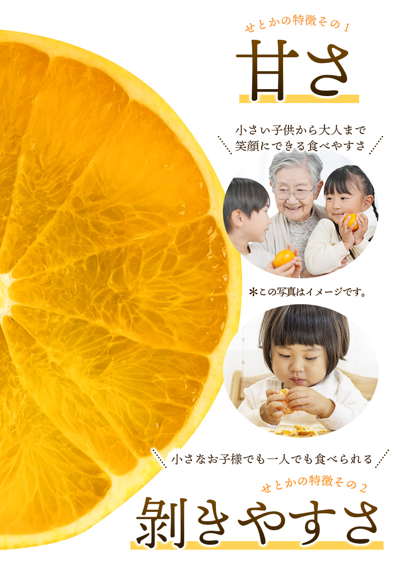 訳あり せとか 約3.5kg＋200g (傷み補償分) 大小混合 【2026年2月下旬から順次発送】 ご家庭用 家庭用 わけあり 訳アリ みかん ミカン フルーツ 果物 くだもの 柑橘 せとか 蜜柑 人気 予約 先行予約 数量限定【njb682】