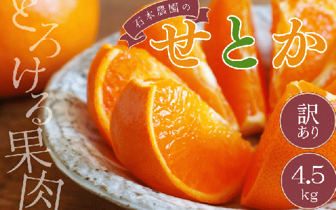 訳あり 石本農園のせとか 4.5kg M-4Lサイズおまかせ【2026年2月中旬から下旬までに順次発送】 / せとか せとか せとか せとか せとか せとか せとか せとか せとか せとか せとか せとか せとか せとか せとか せとか せとか せとか せとか せとか せとか せとか せとか せとか せとか せとか せとか せとか せとか せとか せとか せとか せとか せとか せとか せとか せとか せとか せとか【mis013A】