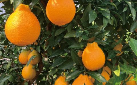 2L以上9玉～12玉　萩野農園のハウス不知火 3kg 【2024年1月初旬から1月中旬までに順次発送】 /  くだもの フルーツ 果物 不知火 みかん 蜜柑 デコポン ハウス【mhn003A】