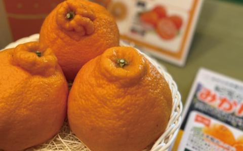 サイズ2L以上 ハウス不知火 4kg【2024年1月上旬から2月下旬に順次発送】 / 不知火 柑橘 みかん 蜜柑 ハウス 2L 3L【mok010A】