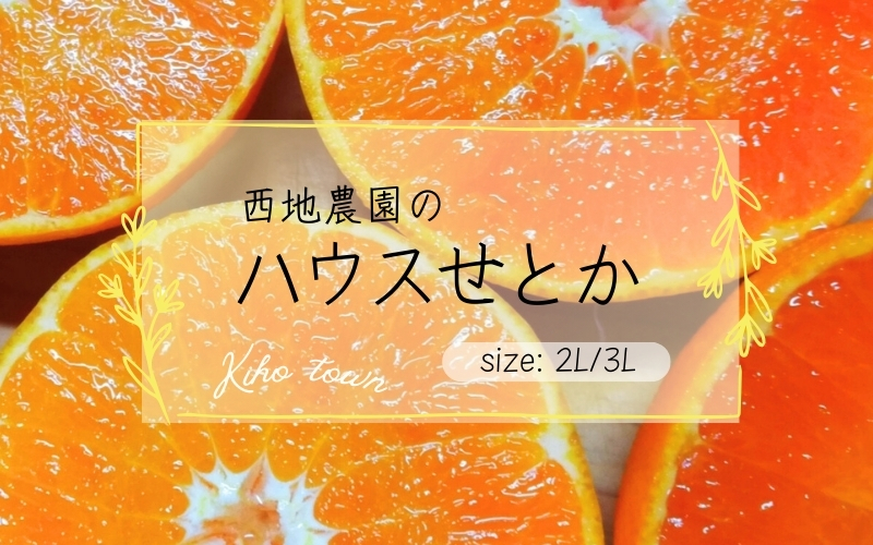 西地農園のハウスせとか 2L 12個/3L 10個 いづれか【2026年2月中旬から順次発送】 / せとか ハウスせとか みかん ミカン 蜜柑 柑橘 フルーツ 果物 くだもの 旬 人気【mnd003A】