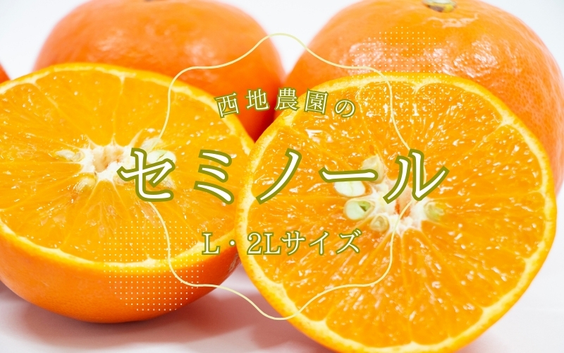L・2Lサイズのみ 西地農園のセミノール 4.5kg【3月中旬から順次発送】 / セミノール L 2L みかん 蜜柑 柑橘 4.5kg【mnd005B】