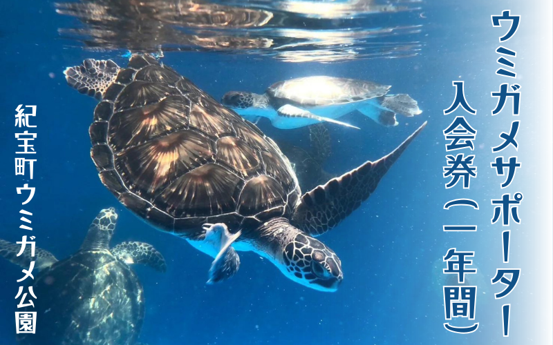 紀宝町ウミガメ公園 ウミガメサポーター（1年間） / ウミガメ サポーター ウミガメ公園 三重県 紀宝町 イベント 餌やり【rkr016】