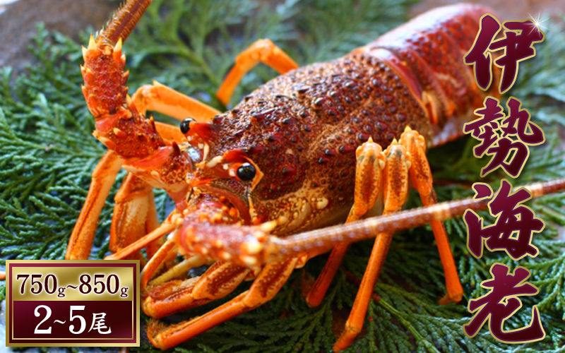 伊勢えび（活）2～5尾 750～850g【10月中旬頃から3月末までに順次発送（1月は漁不可）】 / 伊勢エビ 伊勢海老 伊勢エビ 伊勢海老 伊勢エビ 伊勢海老 伊勢エビ 伊勢海老 伊勢エビ 伊勢海老 伊勢エビ 伊勢海老 伊勢エビ 伊勢海老 伊勢エビ 伊勢海老 伊勢エビ 伊勢海老 伊勢エビ 伊勢海老 伊勢エビ 伊勢海老 伊勢エビ 伊勢海老 伊勢エビ 伊勢海老 伊勢エビ 伊勢海老 伊勢エビ 伊勢海老【enk002】