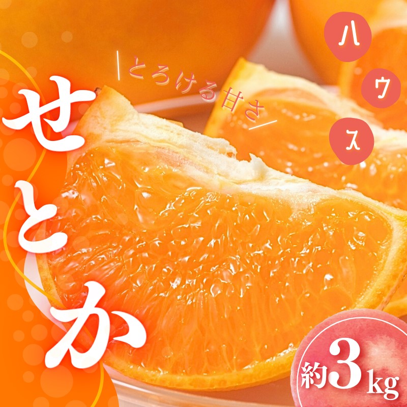 【先行予約】 橋本農園のハウスせとか 3kg Lから3Lのサイズ混合 【2025年2月初旬から2月末までに順次発送】/ せとか せとか せとか せとか せとか せとか せとか せとか せとか せとか せとか せとか せとか せとか せとか せとか せとか せとか せとか せとか せとか せとか せとか せとか せとか せとか せとか せとか せとか せとか みかん みかん みかん みかん みかん【mht014A】