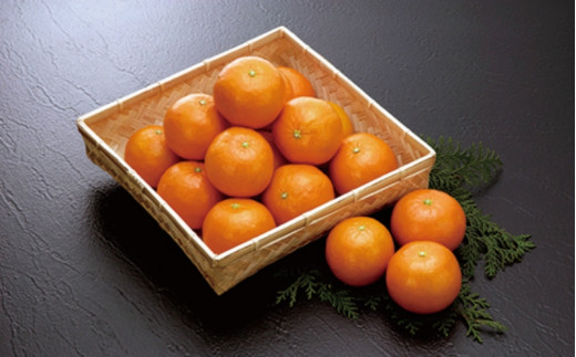 森溝農園のセミノール　5kg【2024年3月中旬～2024年4月中旬までに順次発送】 / みかん ミカン 蜜柑 セミノール【mmz001】