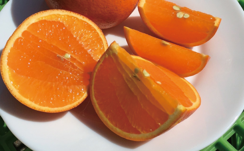 サイズL以上(L・2L・3L)岡農園のセミノール9kg【2024年3月下旬から4月下旬までに順次発送】【mok002A】