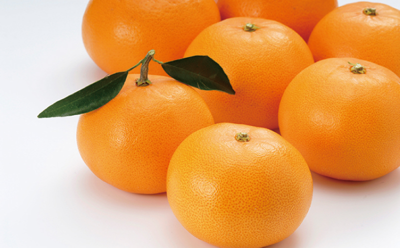 L～3L 9玉～18玉 植地農園のハウスせとか【2024年2月初旬から下旬までに順次発送】 / みかん 蜜柑 せとか ハウス 甘い ミカン【muj001】