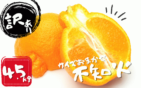 訳あり 石本農園の不知火 4.5kg M-4L サイズおまかせ[2025年2月上旬~3月上旬までに順次発送] / 不知火 不知火 不知火 不知火 不知火 不知火 不知火 不知火 不知火 不知火 不知火 不知火 不知火 不知火 不知火 不知火 不知火 不知火 不知火 不知火 不知火 不知火 不知火 不知火 不知火 不知火 不知火 不知火 不知火 不知火 不知火 不知火 不知火 不知火[mis012A]