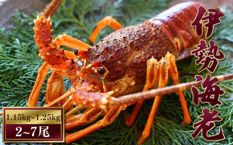 伊勢えび（活）2～7尾 1.15～1.25kg【10月中旬頃から3月末までに順次発送（1月は漁不可）】 / 伊勢エビ 伊勢海老 伊勢エビ 伊勢海老 伊勢エビ 伊勢海老 伊勢エビ 伊勢海老 伊勢エビ 伊勢海老 伊勢エビ 伊勢海老 伊勢エビ 伊勢海老 伊勢エビ 伊勢海老 伊勢エビ 伊勢海老 伊勢エビ 伊勢海老 伊勢エビ 伊勢海老 伊勢エビ 伊勢海老 伊勢エビ 伊勢海老 伊勢エビ 伊勢海老 伊勢エビ 伊勢海老【enk003A】
