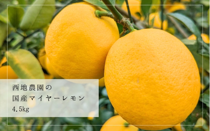 西地農園の国産マイヤーレモン 4.5kg[1月初旬から順次発送致します。] / 檸檬 レモン れもん 柑橘 国産 大容量 数量限定 ご家庭用 家庭用[mnd008A]