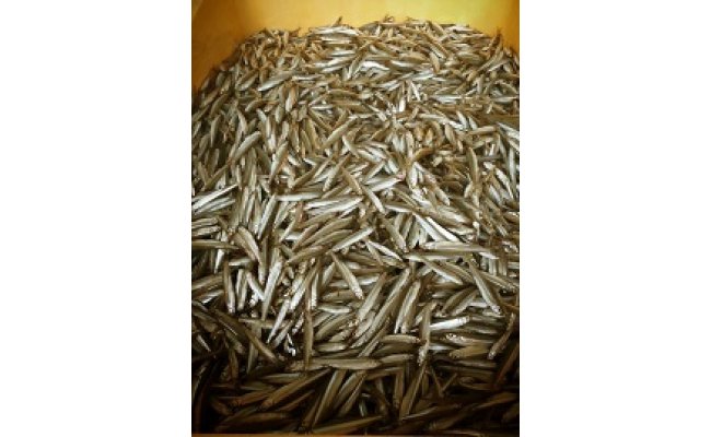 【素材の味をお楽しみください】琵琶湖産　天然わかさぎ