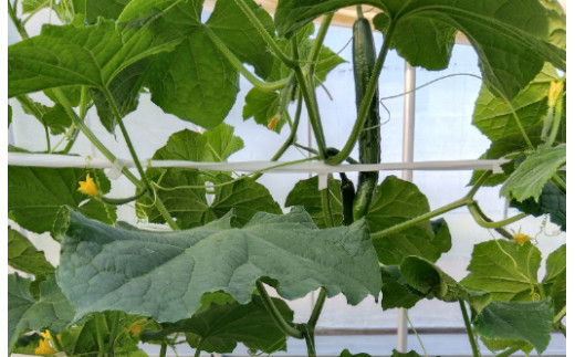 近江農家野菜詰め合わせセット３kg～８kg【FM03U】