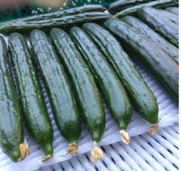 朝採りきゆうり4kg【FM01W】