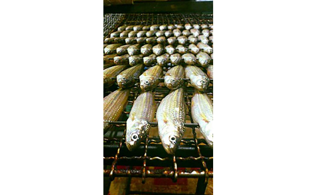 【琵琶湖に感謝！鮮・技・美味！　琵琶湖産　天然本もろ