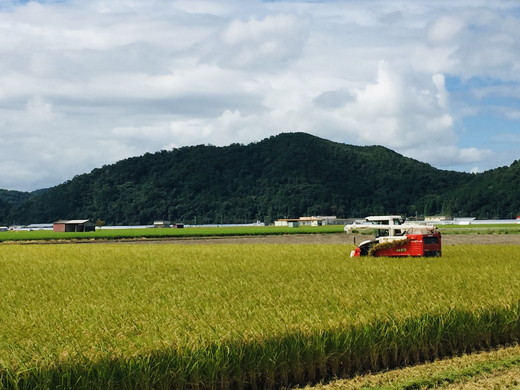 【新米】【7年産】近江米　コシヒカリ 白米【5kg×1袋】【V01