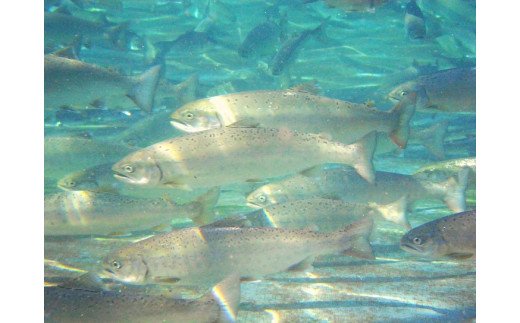 びわます棒寿し【630g】【DH01W】