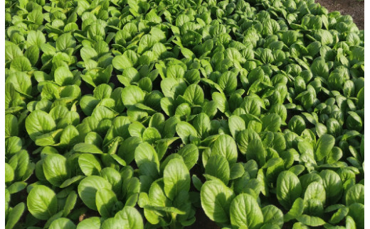 近江農家野菜詰め合わせセット３kg～８kg【FM03U】