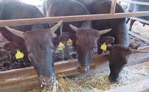 【返礼品なし】滋賀県近江八幡市への応援寄附金　2,000円【