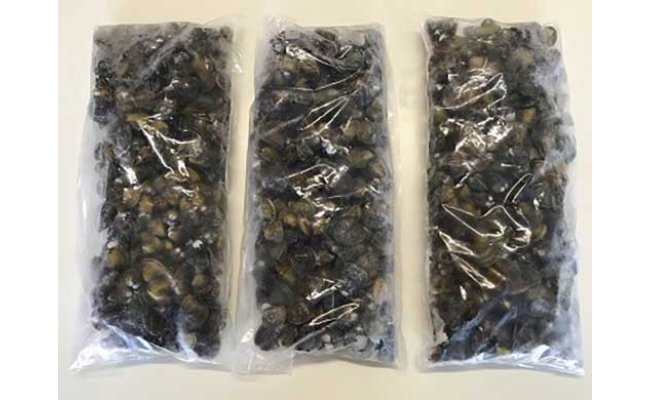 【琵琶湖に感謝！滋味香る！】　琵琶湖産　天然瀬田シジ