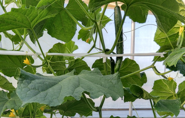 朝採りきゆうり4kg【FM01W】