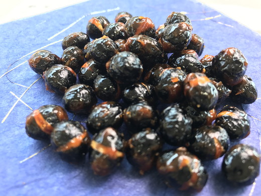 【令和7年12月25日頃より発送】令和7年産　黒豆【500g】【AB54