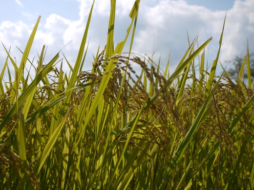 【新米】【令和7年産】環境こだわり米「みずかがみ」白米