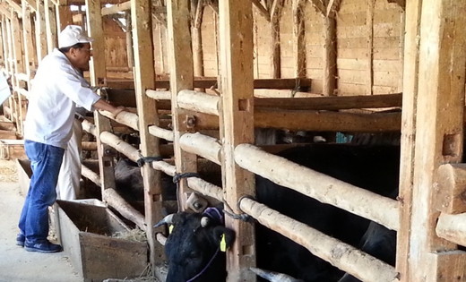 【総本家　肉のあさの】近江牛肩ロースすき焼き用 1kg (250