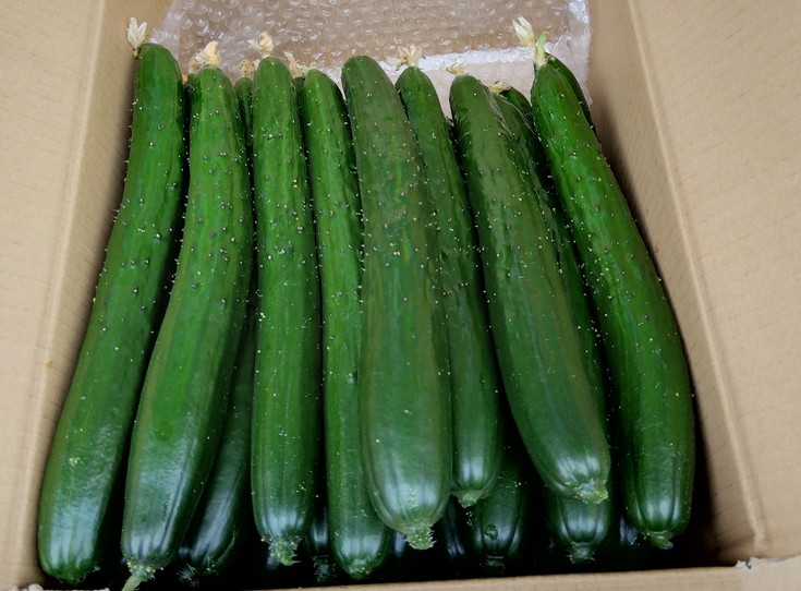 朝採りきゆうり4kg【FM01W】