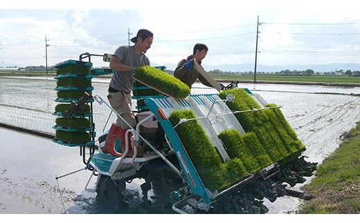 【新米】【7年産】にじのきらめき白米5kg　「大粒で食べ応