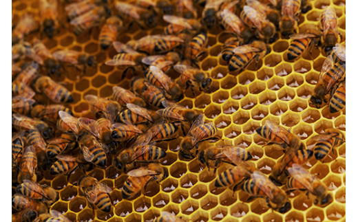 「安土の秘蜜」国産（滋賀県産）純粋はちみつ  6g×30本【BO0