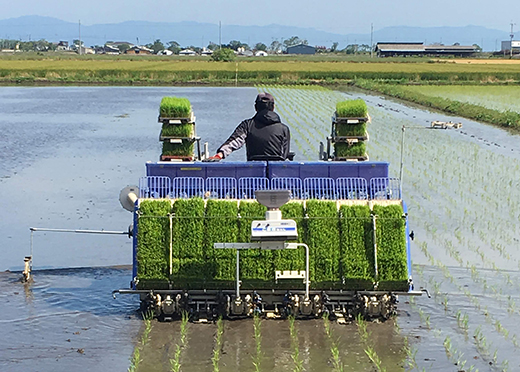 【7年産】近江米 環境こだわり米 コシヒカリ 無洗米【5kg×1