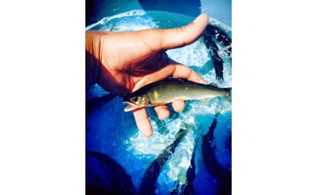 滋賀県産　鮎　琵琶湖産　わかさぎ　一夜干しセット【D007W