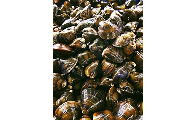 【琵琶湖に感謝！滋味香る！】　琵琶湖産　天然瀬田シジ