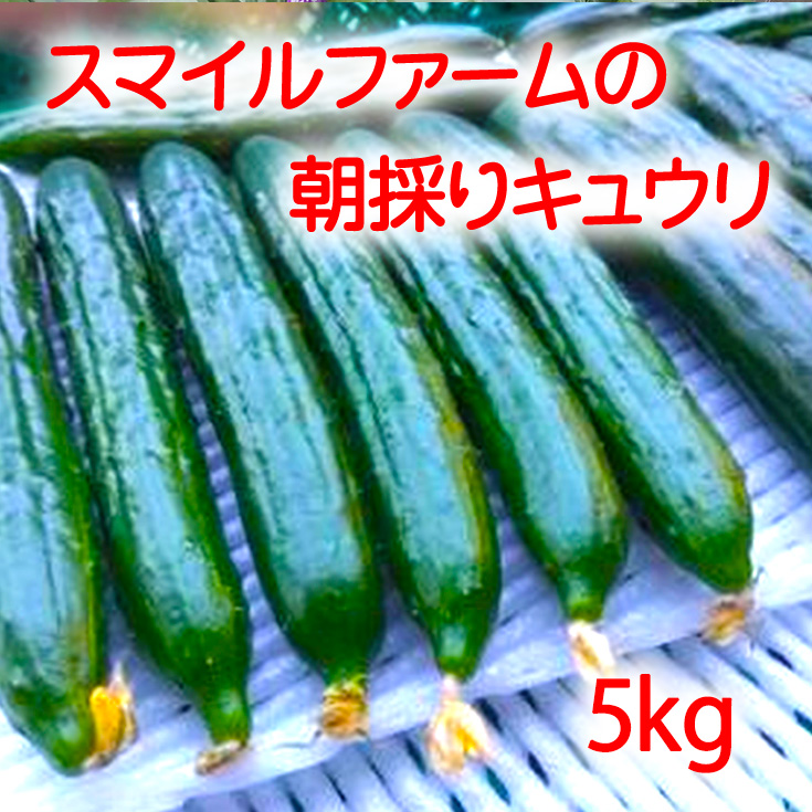 朝採りきゆうり5kg【FM02W】