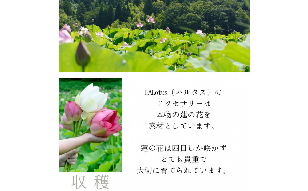 天然の蓮の花びらがはいったピアス