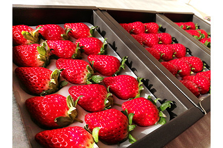 苺三種の宴・特選品 (紅ほっぺ・幸の香・みおしずく)  (各9玉～18玉入化粧箱・400ｇ以上)×3箱 下笠いちご園