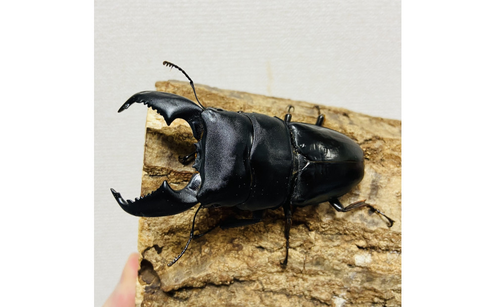 スマトラオオヒラタ 90mmUP 成虫 ペア