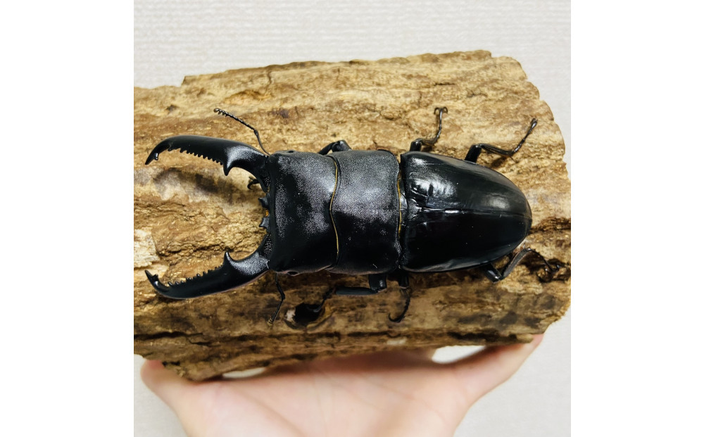 パラワンオオヒラタ 95mmUP 成虫 ペア