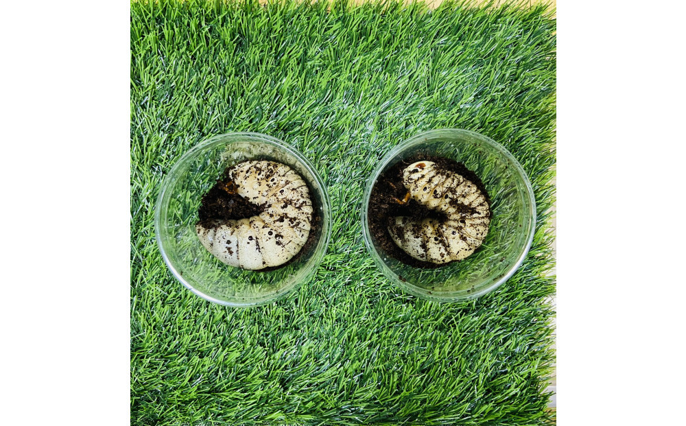 エレファスゾウカブト 幼虫 ペア